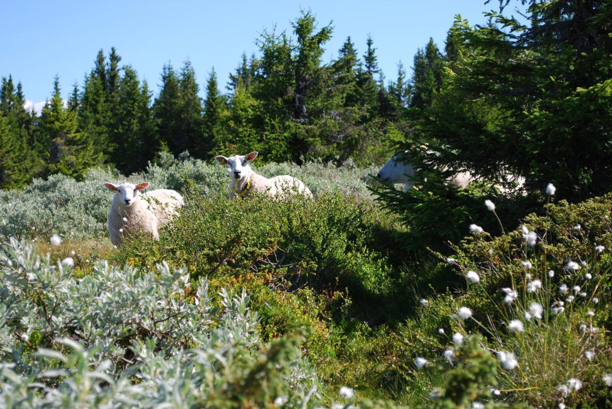 Nordseter Fjellpark, Hyttegrend Exteriör bild